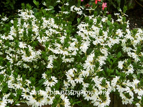 Top Pot White Fan Flower